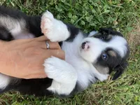 Crystal, a female Australian Shepherd and Border Collie for sale in Townshend, VT – 6 of 7