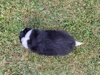 Crystal, a female Australian Shepherd and Border Collie for sale in Townshend, VT – 5 of 7