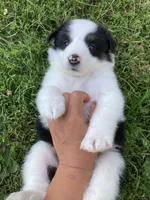 Pearl, a female Australian Shepherd and Border Collie for sale in Townshend, VT – 2 of 7