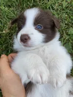 Amber, a female Australian Shepherd and Border Collie for sale in Townshend, VT – 2 of 6