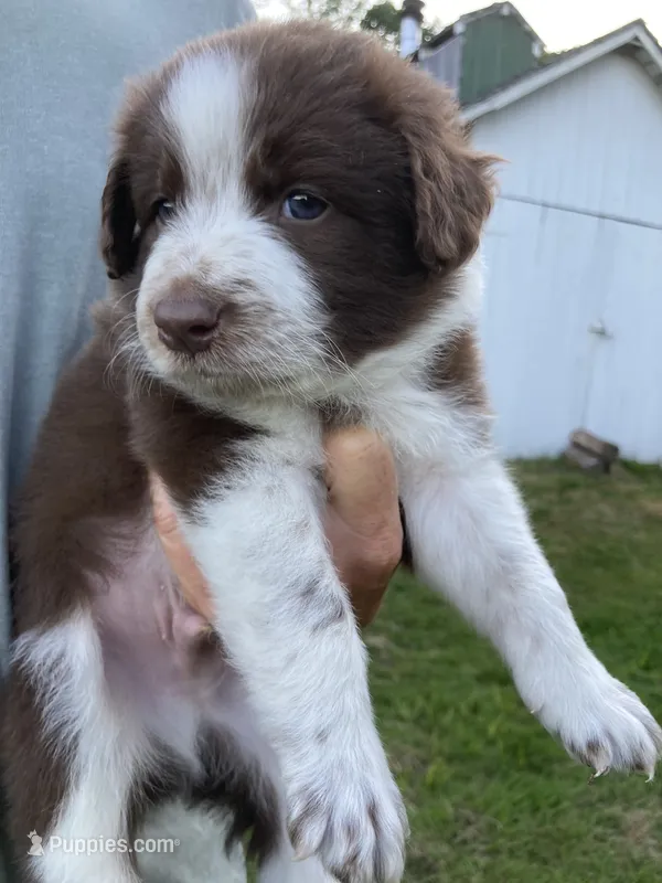 Copper – Australian Shepherd, Border Collie puppy for sale in Townshend, VT
