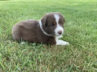 Coral, a female Australian Shepherd and Border Collie for sale in Townshend, VT – 4 of 5