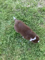 Copper, a male Australian Shepherd and Border Collie for sale in Townshend, VT – 6 of 6