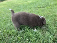 Ruby, a female Australian Shepherd and Border Collie for sale in Townshend, VT – 5 of 6