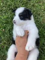 Pearl, a female Australian Shepherd and Border Collie for sale in Townshend, VT – 3 of 7