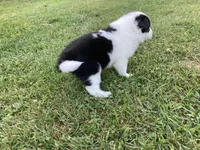 Pearl, a female Australian Shepherd and Border Collie for sale in Townshend, VT – 6 of 7