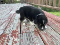 Obsidian, a male Australian Shepherd and Border Collie for sale in Townshend, VT – 4 of 5