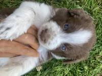 Copper, a male Australian Shepherd and Border Collie for sale in Townshend, VT – 2 of 6