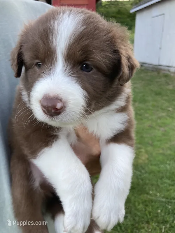 Coral – Australian Shepherd, Border Collie puppy for sale in Townshend, VT