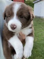 Coral, a female Australian Shepherd and Border Collie for sale in Townshend, VT – 1 of 5