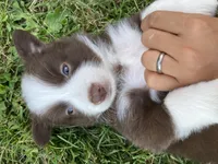 Ruby, a female Australian Shepherd and Border Collie for sale in Townshend, VT – 2 of 6