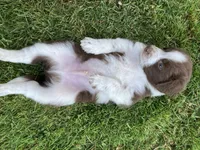 Copper, a male Australian Shepherd and Border Collie for sale in Townshend, VT – 3 of 6