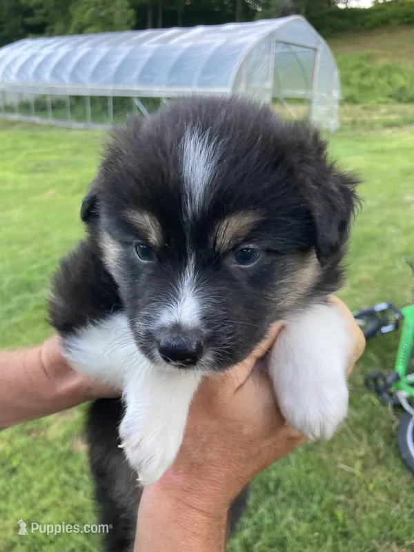 Obsidian – Australian Shepherd, Border Collie puppy for sale in Townshend, VT
