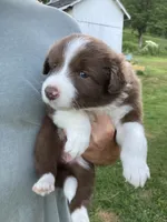 Coral, a female Australian Shepherd and Border Collie for sale in Townshend, VT – 2 of 5