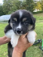 Obsidian, a male Australian Shepherd and Border Collie for sale in Townshend, VT – 2 of 5