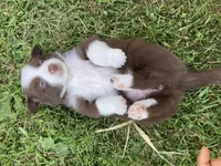 Ruby, a female Australian Shepherd and Border Collie for sale in Townshend, VT – 4 of 6