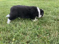 Crystal, a female Australian Shepherd and Border Collie for sale in Townshend, VT – 4 of 7
