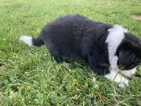 Crystal, a female Australian Shepherd and Border Collie for sale in Townshend, VT – 7 of 7