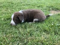Copper, a male Australian Shepherd and Border Collie for sale in Townshend, VT – 4 of 6