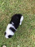 Pearl, a female Australian Shepherd and Border Collie for sale in Townshend, VT – 5 of 7