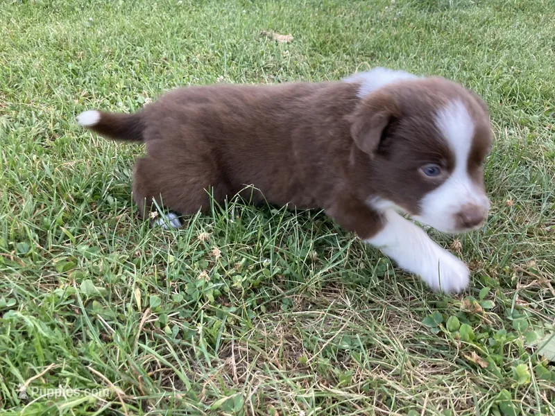 Diamond – Australian Shepherd, Border Collie puppy for sale in Townshend, VT