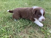 Diamond, a female Australian Shepherd and Border Collie for sale in Townshend, VT – 1 of 5