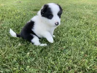 Pearl, a female Australian Shepherd and Border Collie for sale in Townshend, VT – 4 of 7