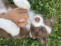 Coral, a female Australian Shepherd and Border Collie for sale in Townshend, VT – 3 of 5