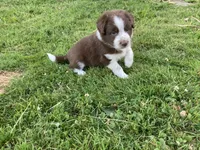 Copper, a male Australian Shepherd and Border Collie for sale in Townshend, VT – 5 of 6