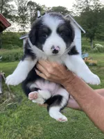 Crystal, a female Australian Shepherd and Border Collie for sale in Townshend, VT – 2 of 7