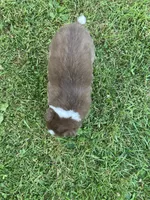 Coral, a female Australian Shepherd and Border Collie for sale in Townshend, VT – 5 of 5