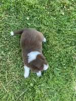 Diamond, a female Australian Shepherd and Border Collie for sale in Townshend, VT – 4 of 5