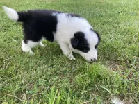 Pearl, a female Australian Shepherd and Border Collie for sale in Townshend, VT – 7 of 7