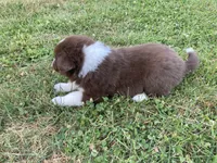 Diamond, a female Australian Shepherd and Border Collie for sale in Townshend, VT – 3 of 5