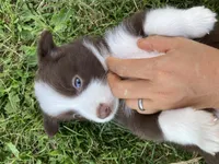Ruby, a female Australian Shepherd and Border Collie for sale in Townshend, VT – 3 of 6
