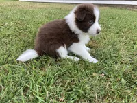 Amber, a female Australian Shepherd and Border Collie for sale in Townshend, VT – 4 of 6