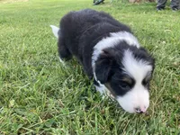 Crystal, a female Australian Shepherd and Border Collie for sale in Townshend, VT – 3 of 7