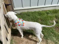 Zero, a male Goldendoodle for sale in Crestview, FL – 2 of 3