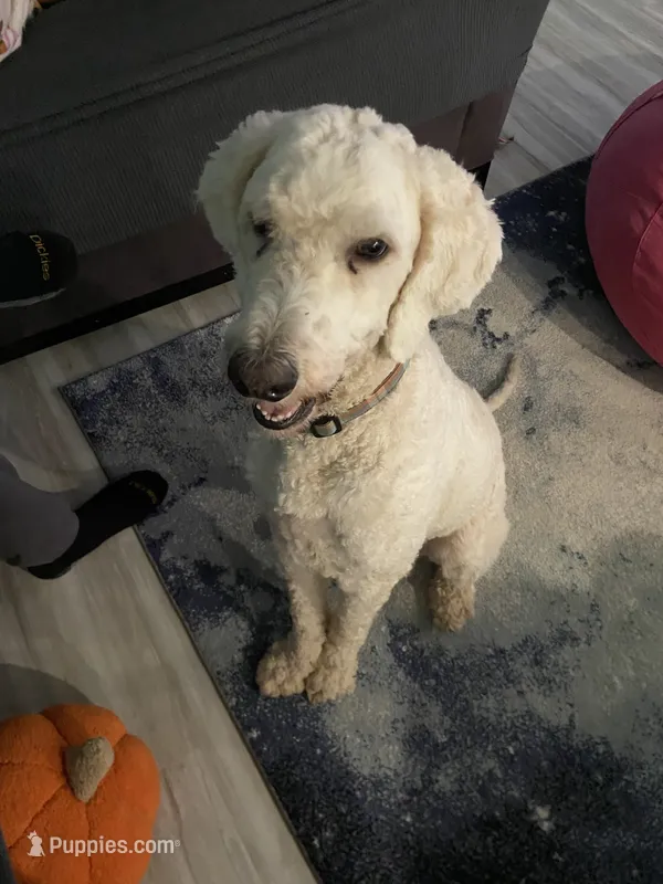 Zero – Goldendoodle puppy for sale in Crestview, FL