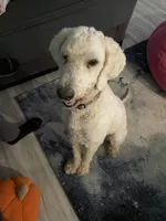 Zero, a male Goldendoodle for sale in Crestview, FL – 1 of 3