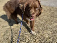 Bronn, a male Miniature Australian Shepherd for sale in Bethany, IL – Photo 4 of 10