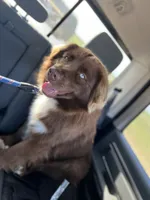 Bronn, a male Miniature Australian Shepherd for sale in Bethany, IL – Photo 1 of 10