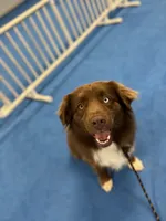 Bronn, a male Miniature Australian Shepherd for sale in Bethany, IL – Photo 3 of 10