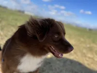 Bronn, a male Miniature Australian Shepherd for sale in Bethany, IL – Photo 2 of 10