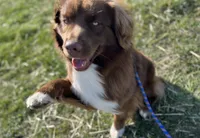 Bronn, a male Miniature Australian Shepherd for sale in Bethany, IL – Photo 6 of 10