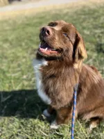 Bronn, a male Miniature Australian Shepherd for sale in Bethany, IL – Photo 10 of 10