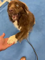 Bronn, a male Miniature Australian Shepherd for sale in Bethany, IL – Photo 8 of 10