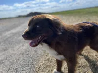 Bronn, a male Miniature Australian Shepherd for sale in Bethany, IL – Photo 5 of 10