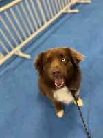 Bronn, a male Miniature Australian Shepherd for sale in Bethany, IL – Photo 7 of 10