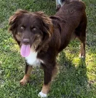 Amber, a female Miniature Australian Shepherd for sale in Bethany, IL – Photo 1 of 3